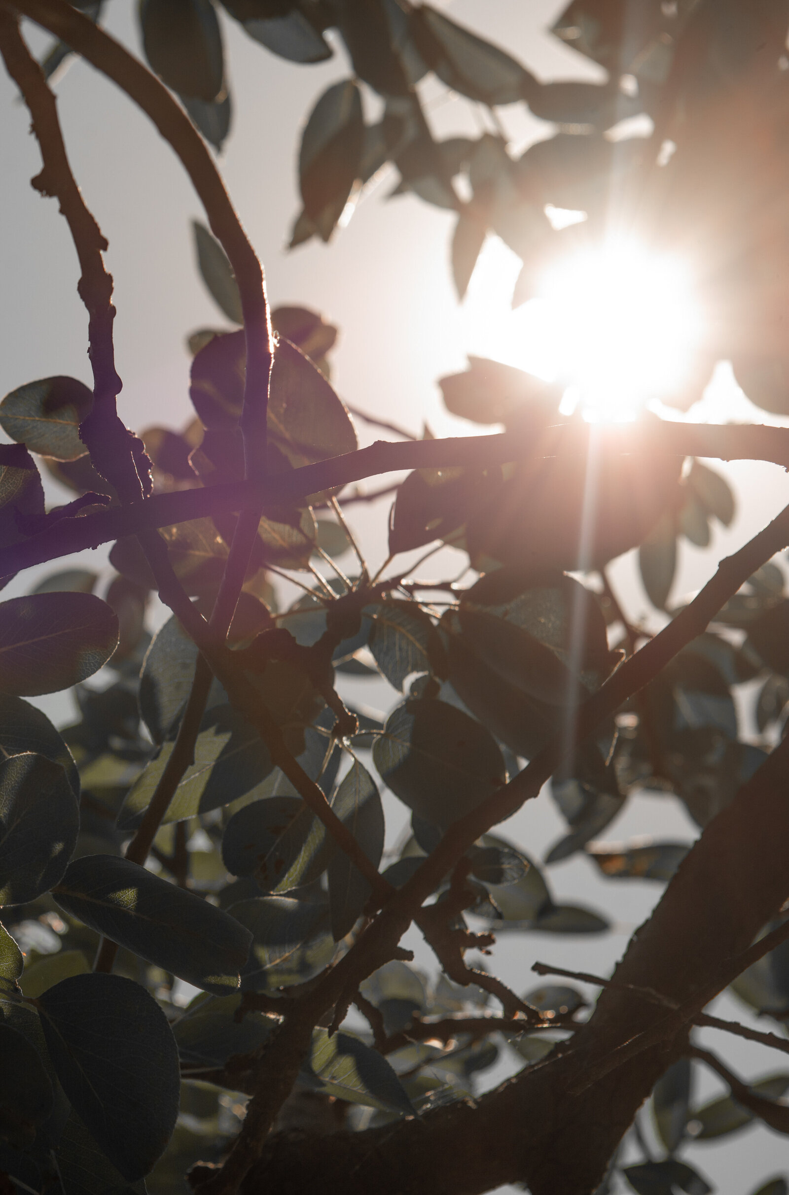 haute-stock-photography-subscription-tuscan-sun-collection-final-16