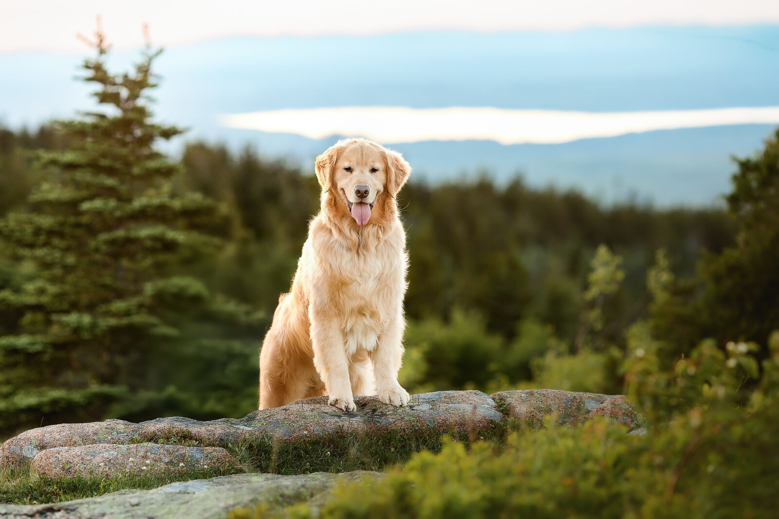 Acadia national park golden retriever on Cadillac mountain