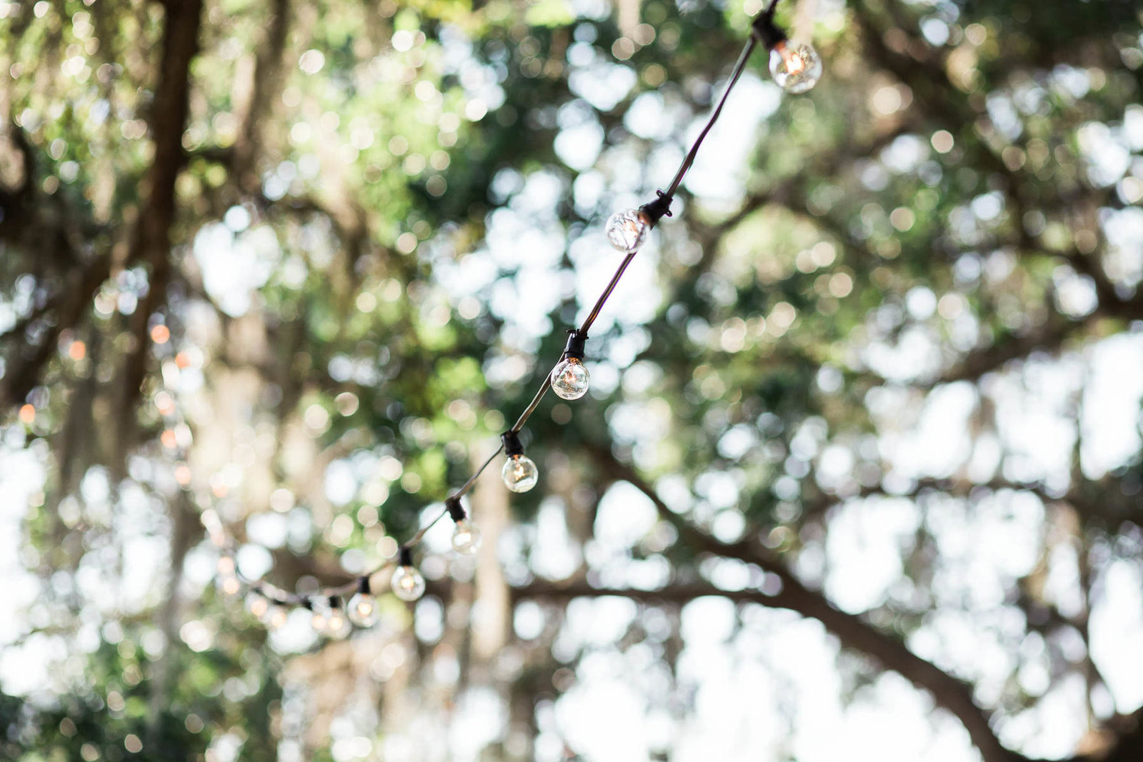 Lights are strung on oak tree, Oakland Plantation, Mt Pleasant, South Carolina