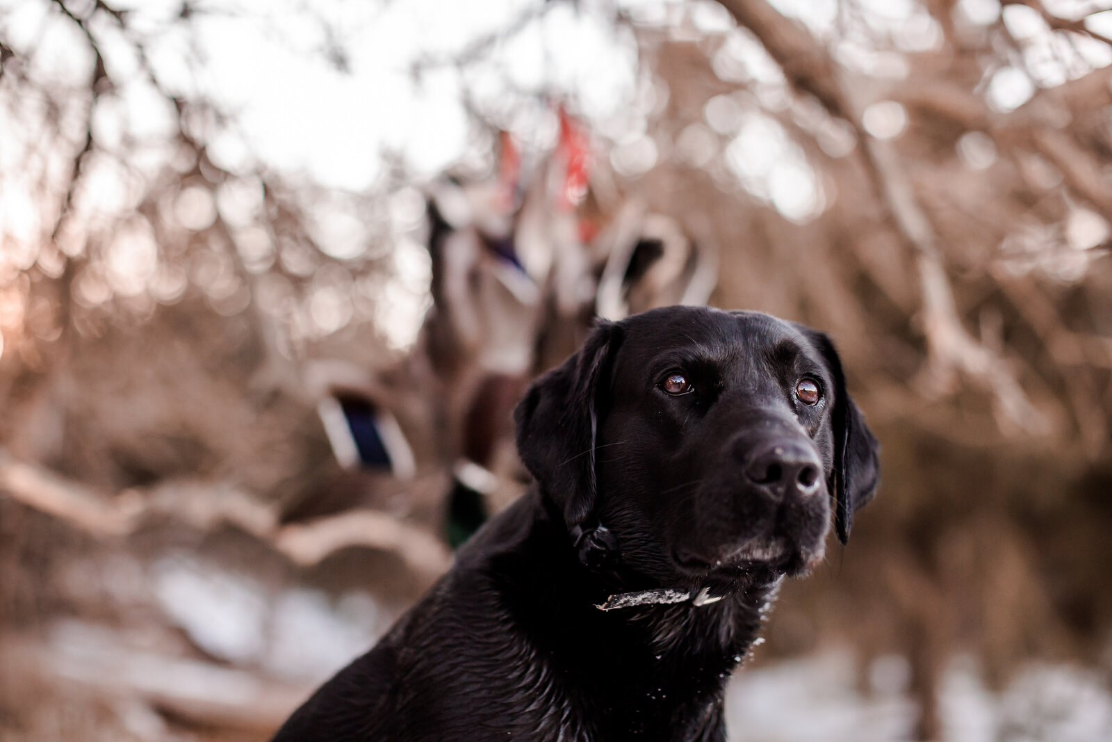 Fowl Plains Central Kansas waterfowl outfitter0011