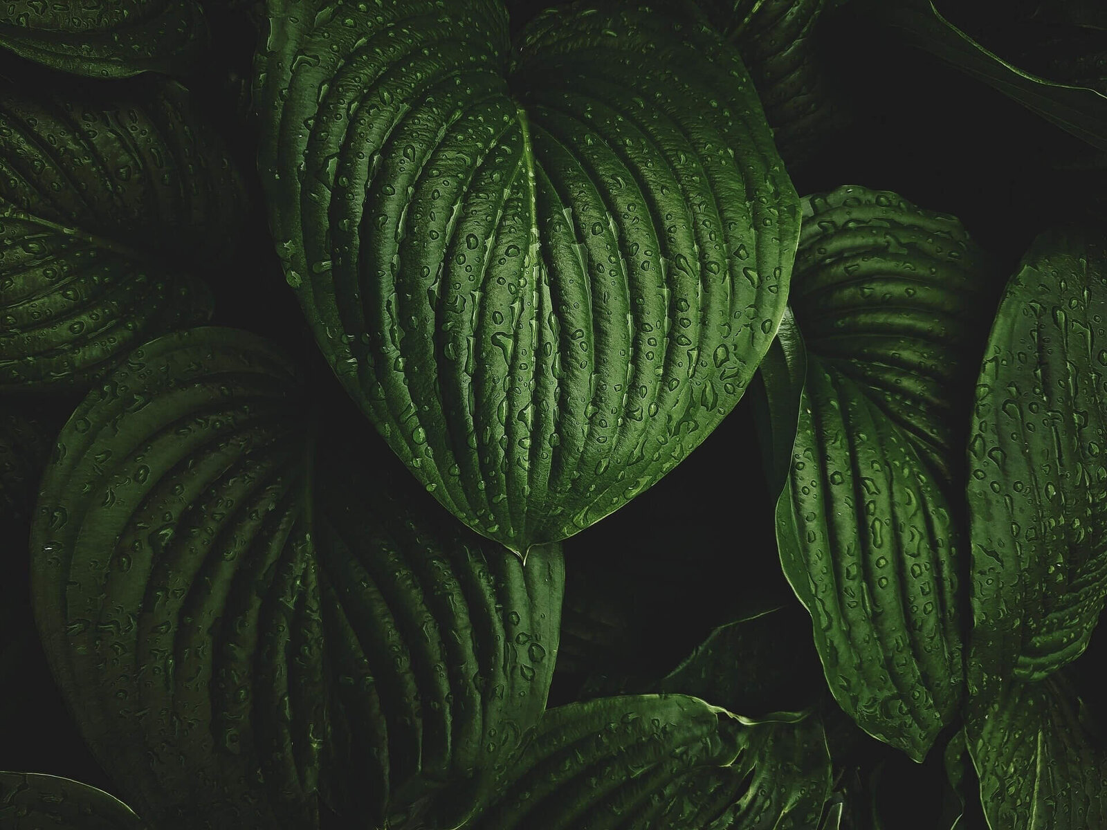 dark and moody image of hosta leaves with water drops on them to help create feelings of serenity