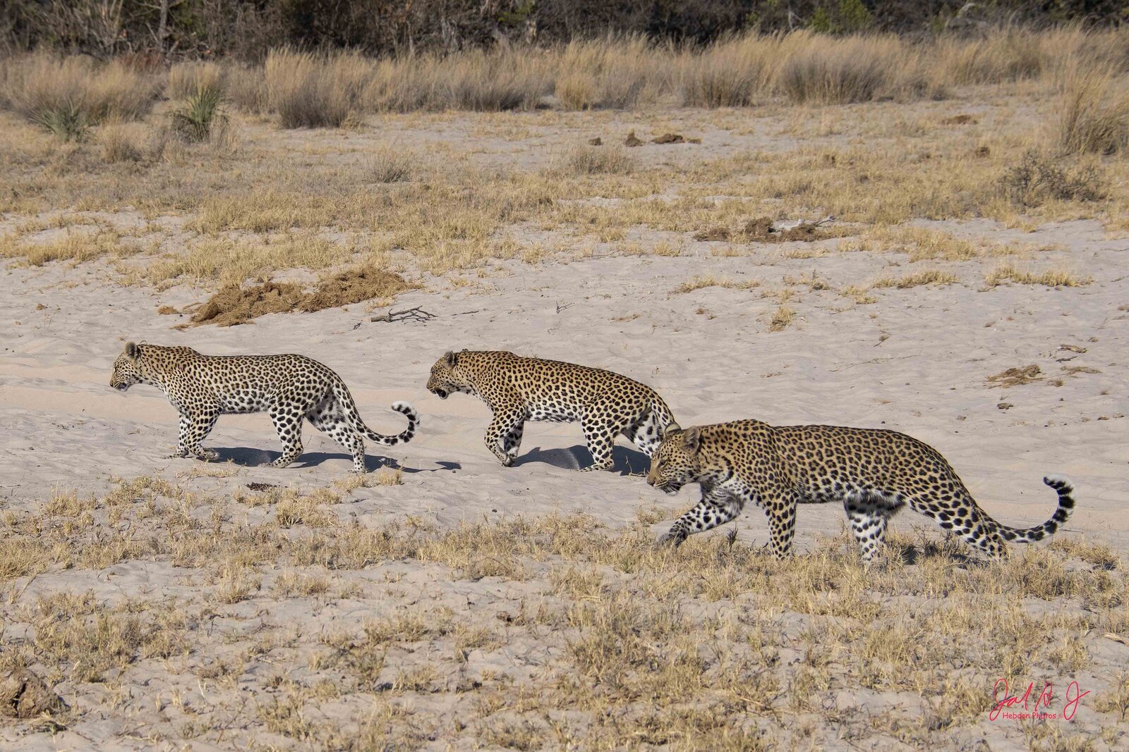 2019 Leopard (3)