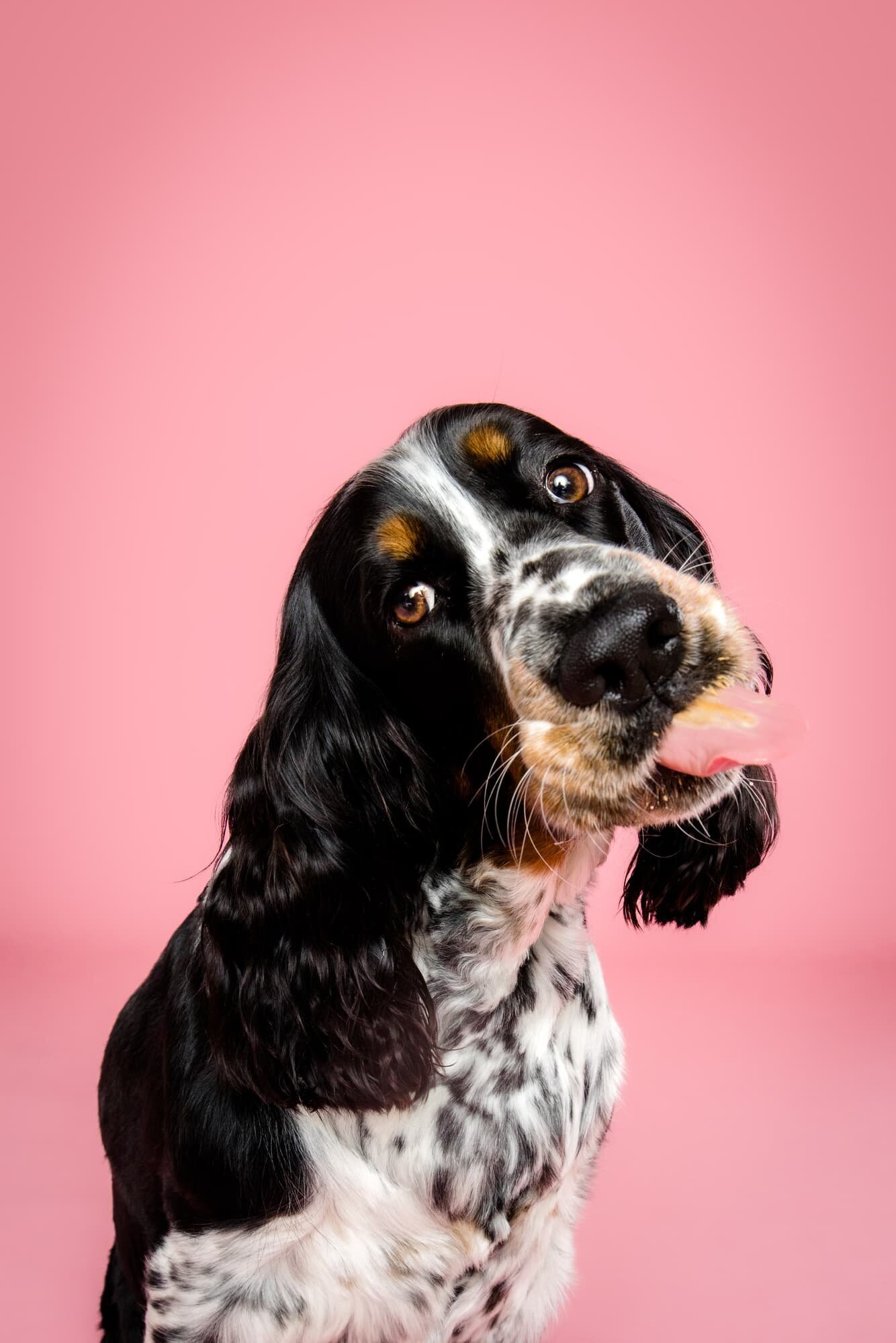 Gallery Portfolio- The Beloved Pup Photo Studio Alabama Dog and Pet Photographer 3