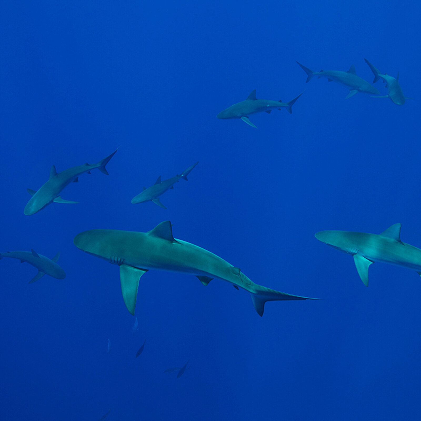 Townsend Majors' photograph of sharks in Hawaii