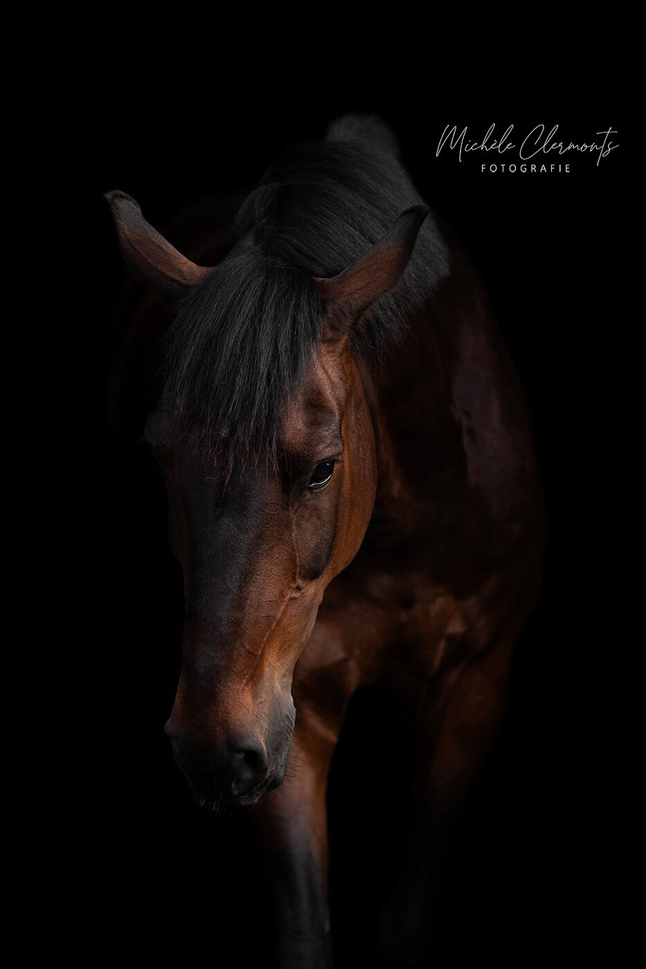 DSC_4566-1-paardenfotografie-michele-clermonts-fotografie-low