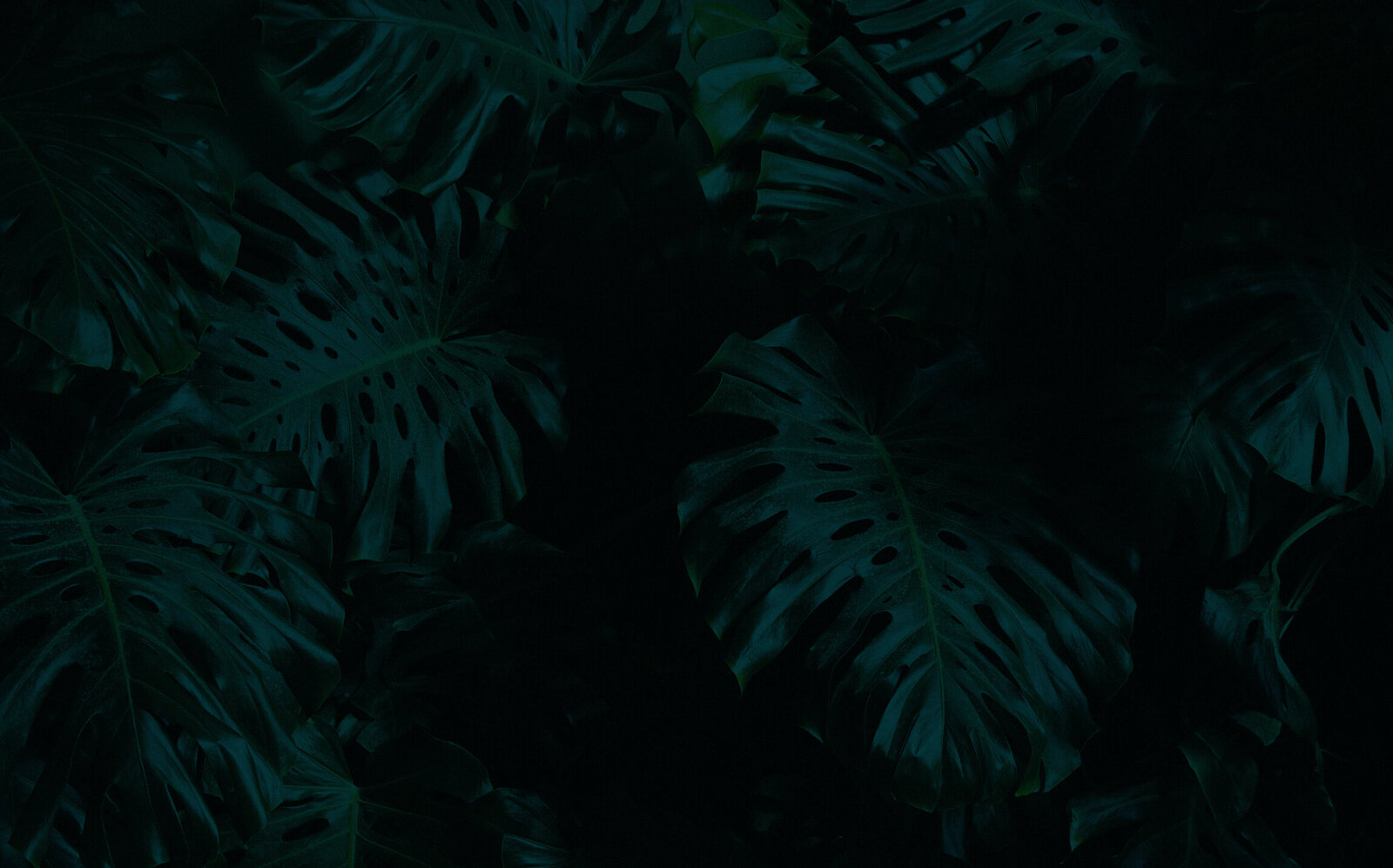 Picture of deep emerald, jungle leaves.