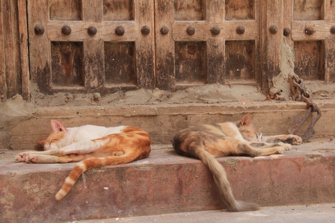 Cats Sleeping - Zanzibar