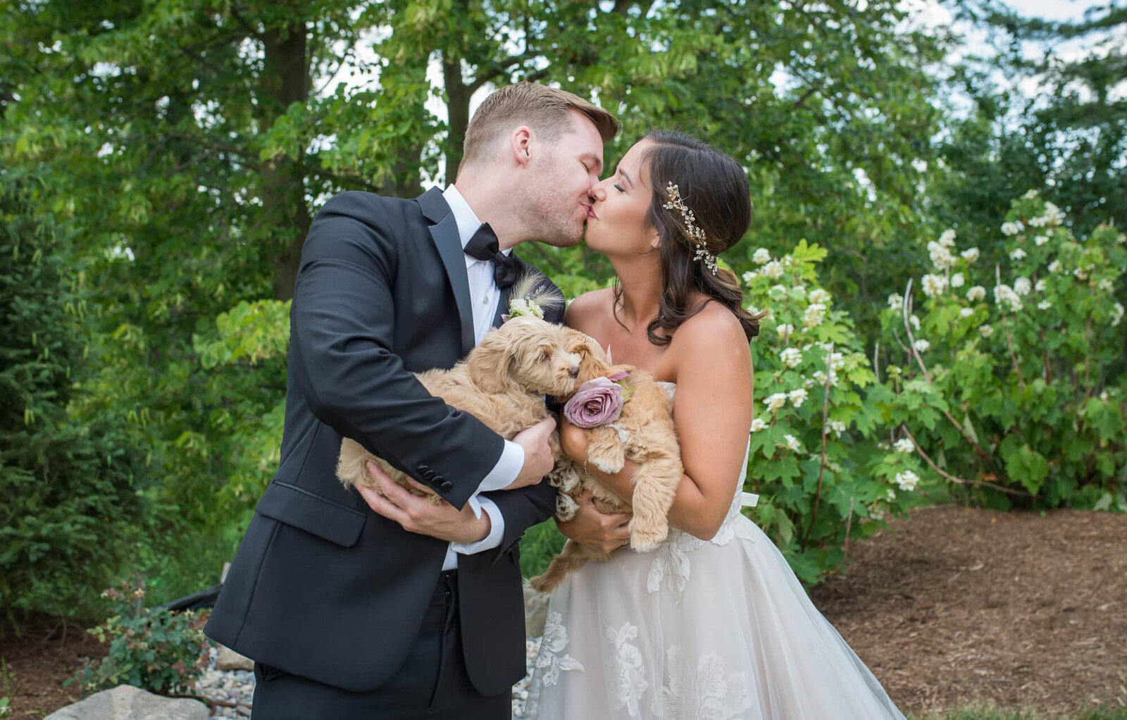 bride and groom kiss while holding labradoodle puppies