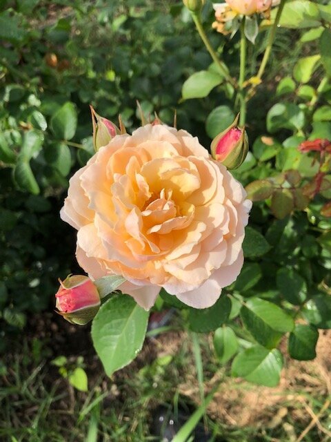 QBR Rose in field - Moonlight in Paris