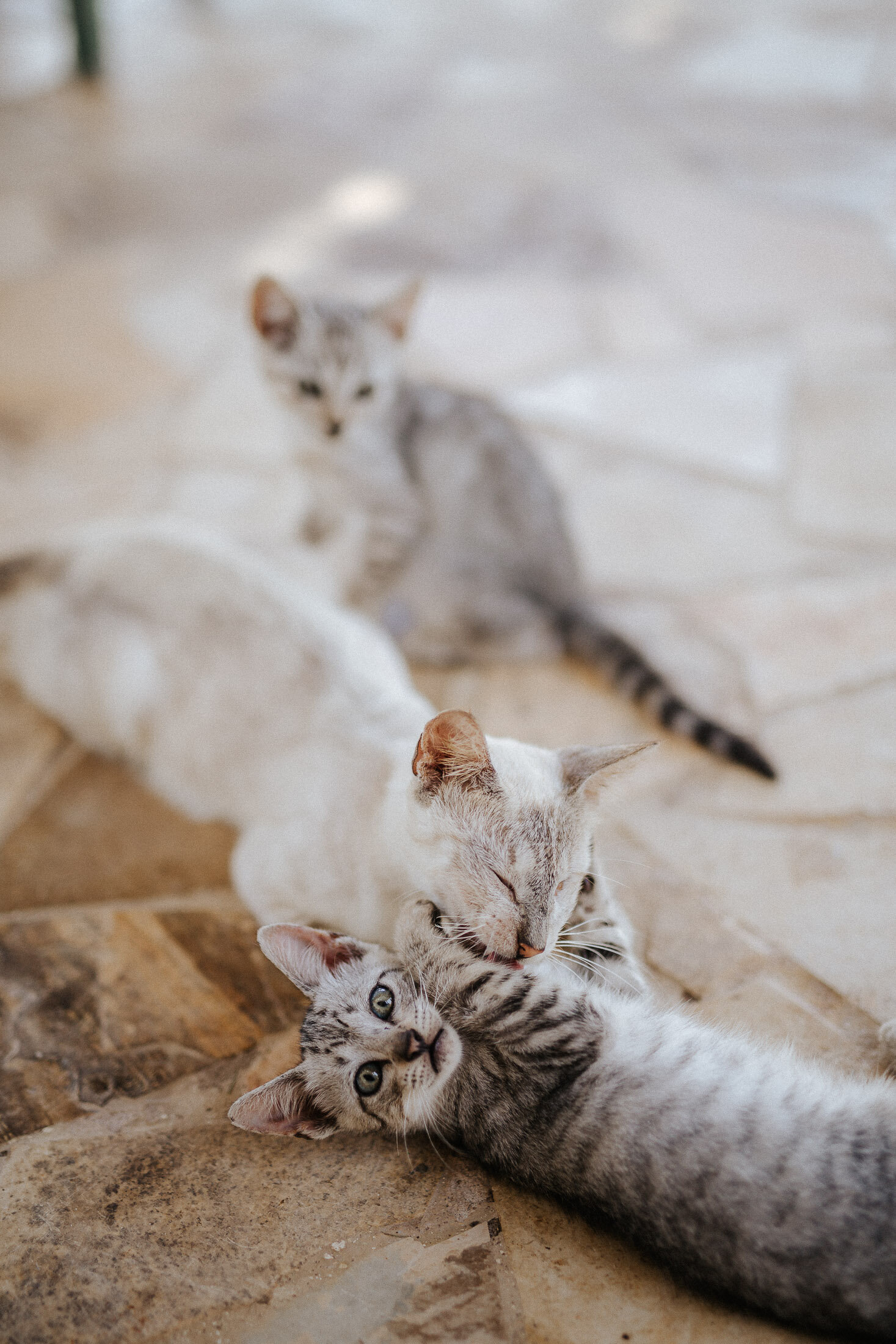 Tierische_Freunde_Tamara_Gries-3