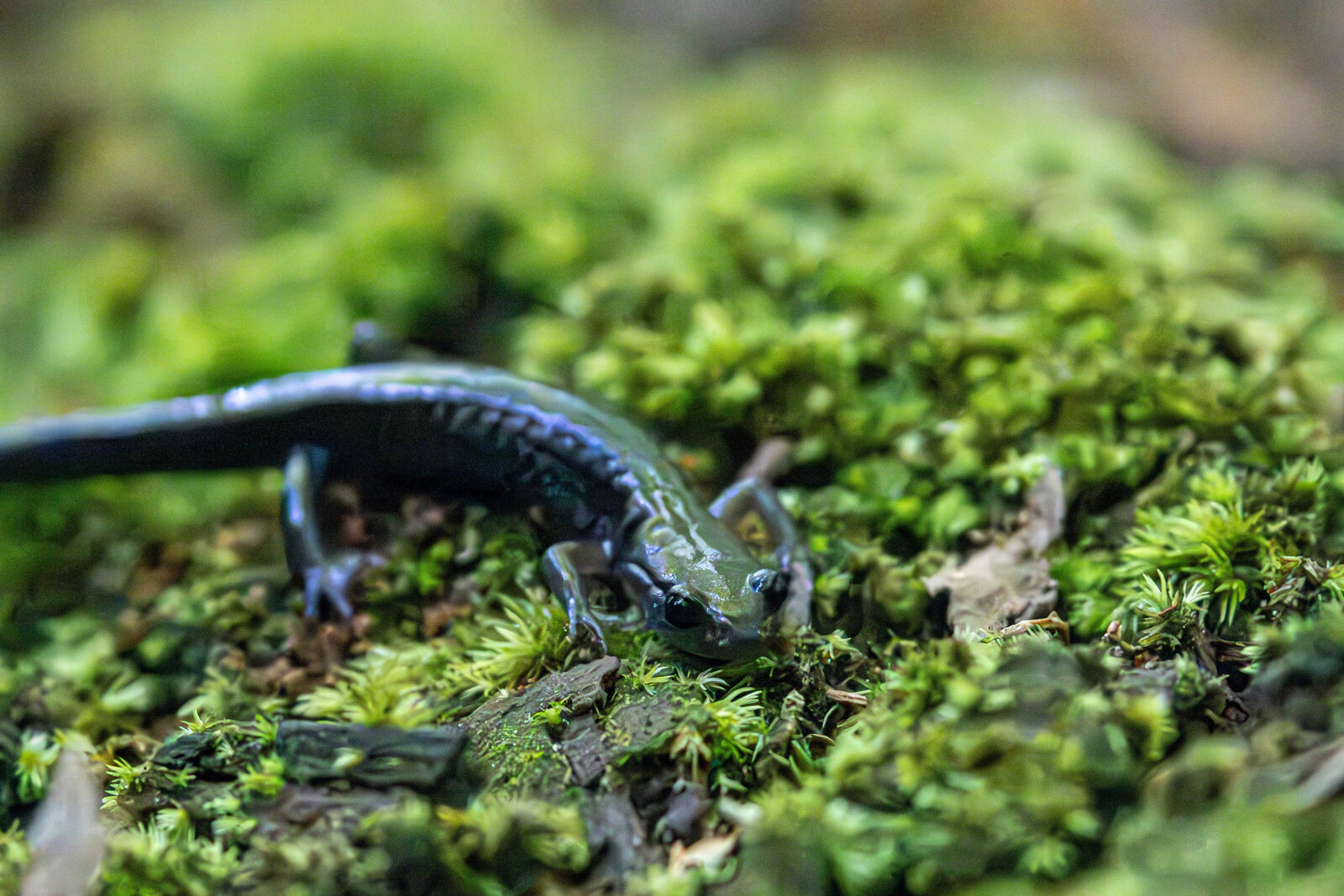 Salamander4_Beastbird Media