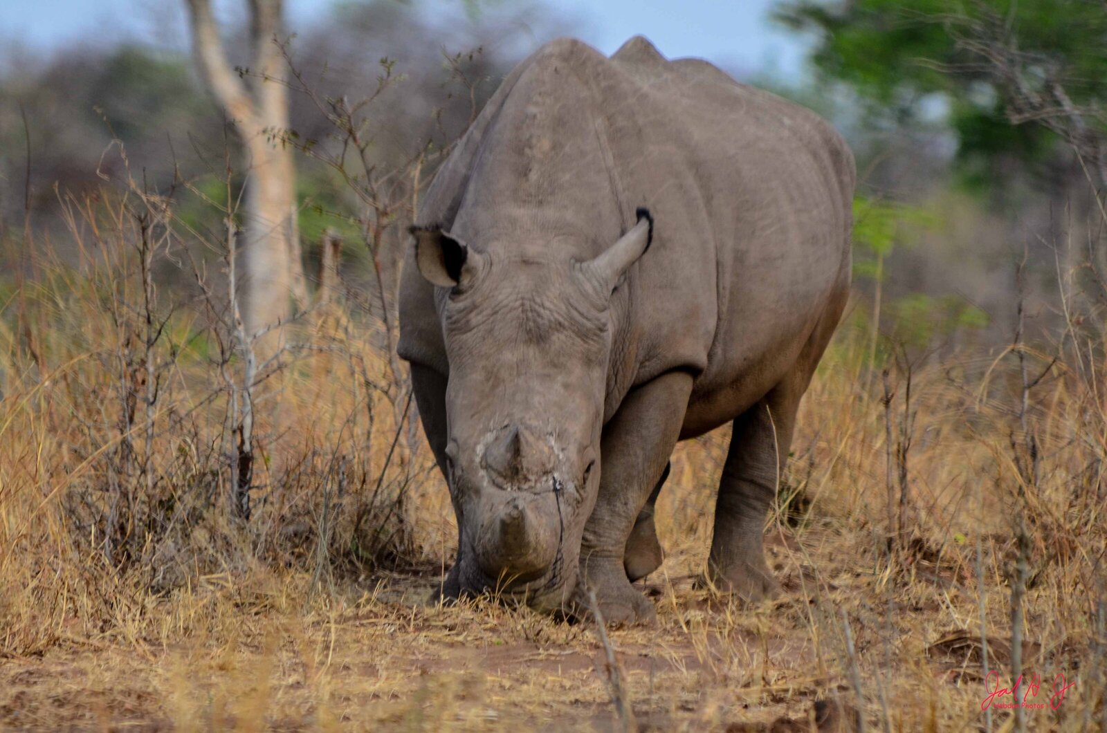 2013 Rhino (3)