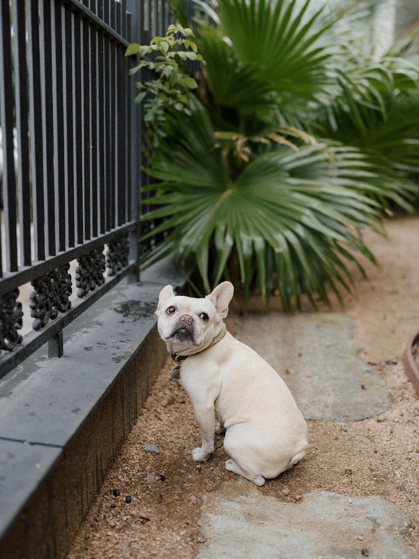 lifestyle-pet-photography