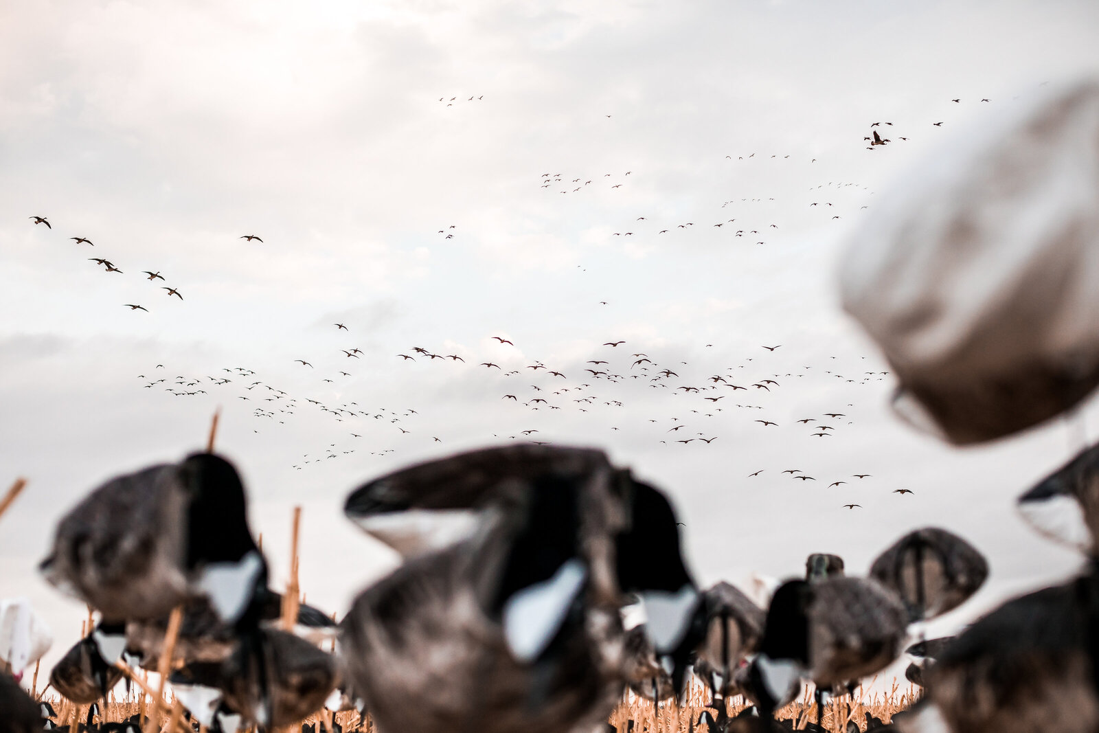 Fowl Plains Central Kansas waterfowl outfitter0008