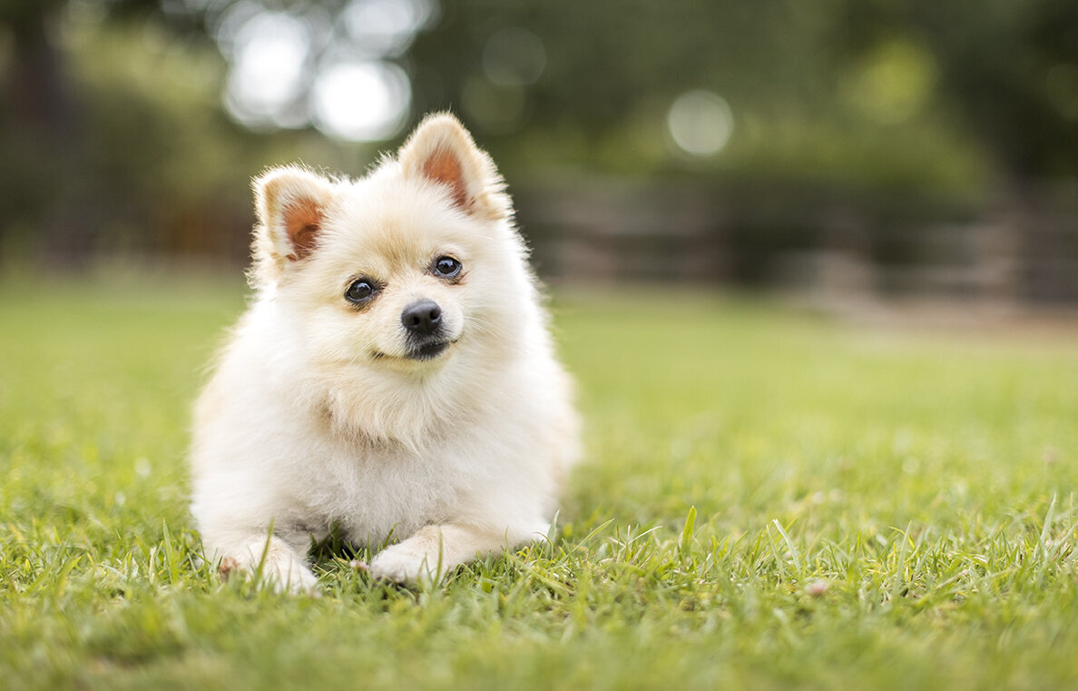 classic-pet-photo-session-puppy-photo