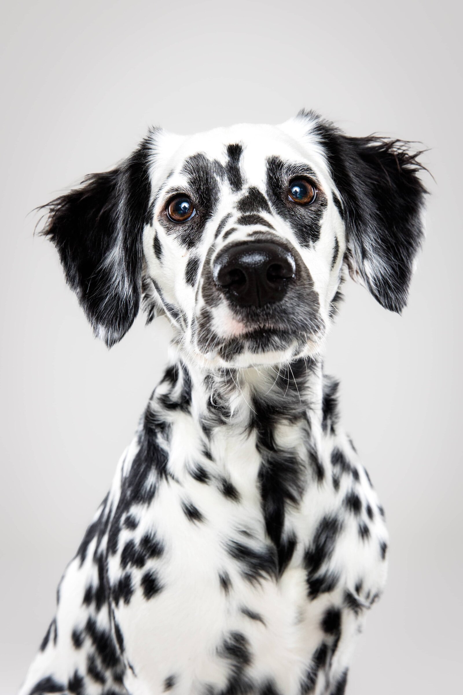 The Beloved Pup Photo Studio - South Eastern & Alabama Dog Photographer Portfolio 2