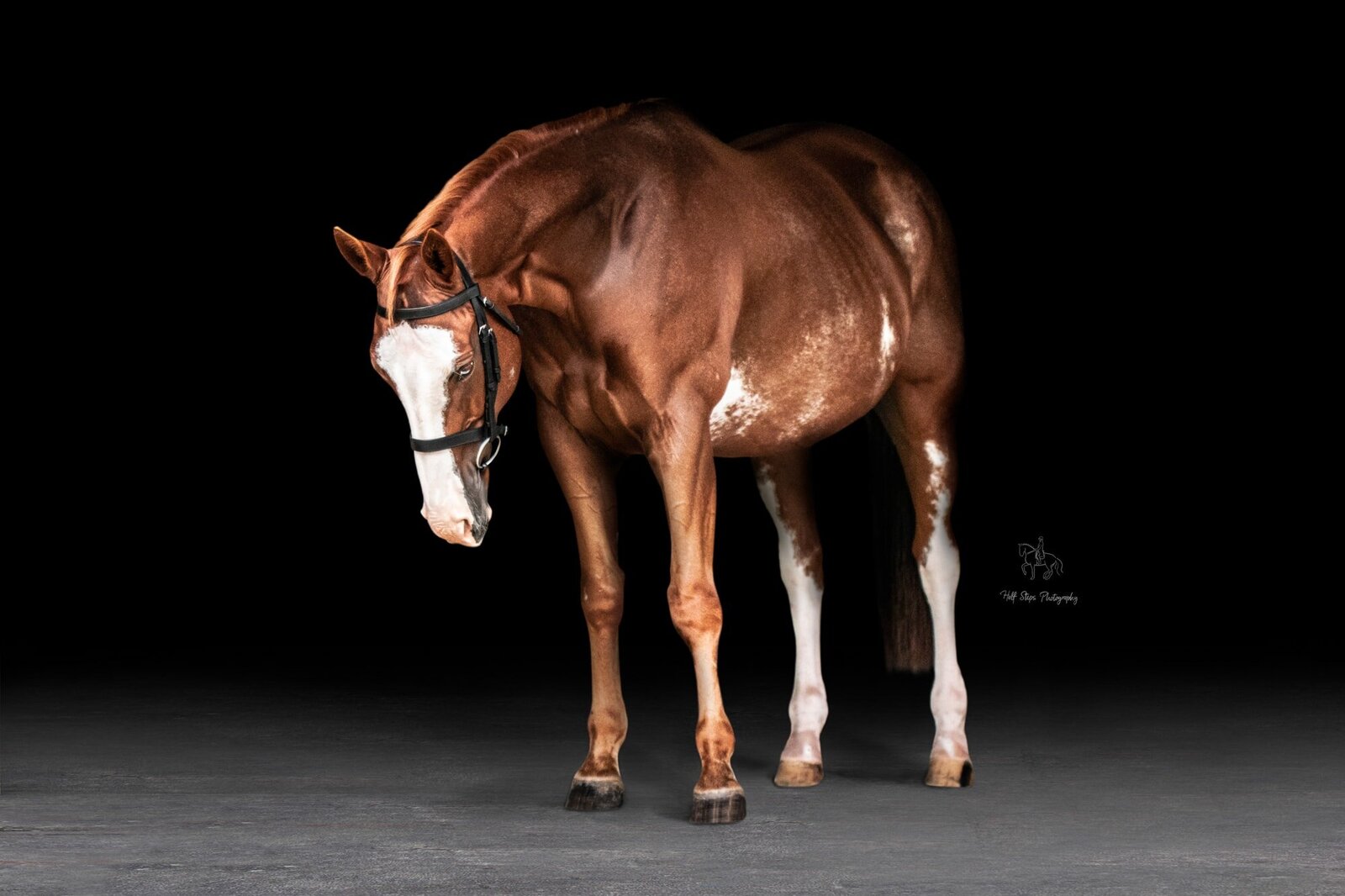 15. Hawkesbury Horse Photographer paint horse on black background Half Steps Photography