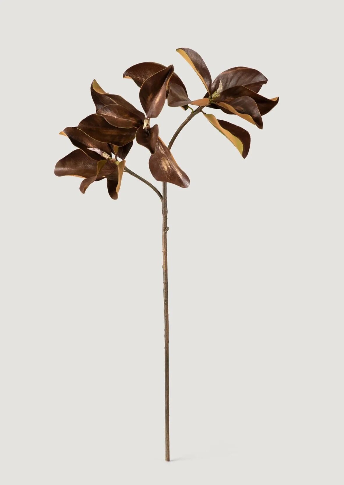 brown-magnolia-stem
