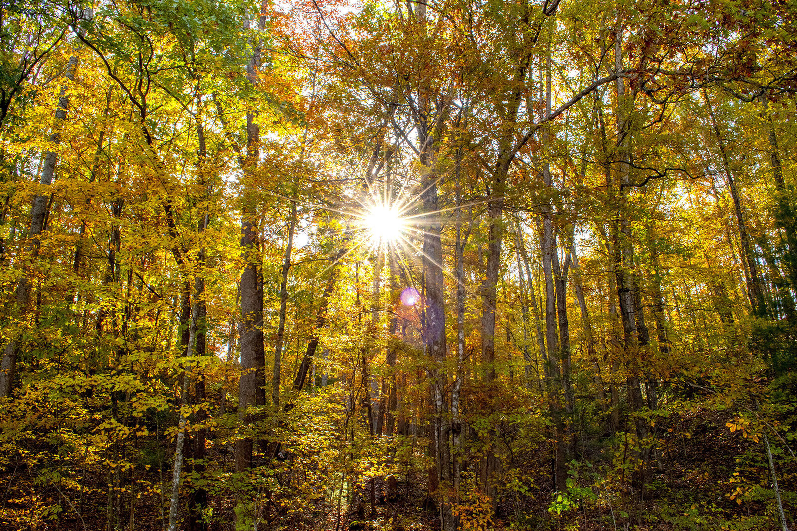 sunshine-through-the-woods-2023-11-27-04-51-27-utc