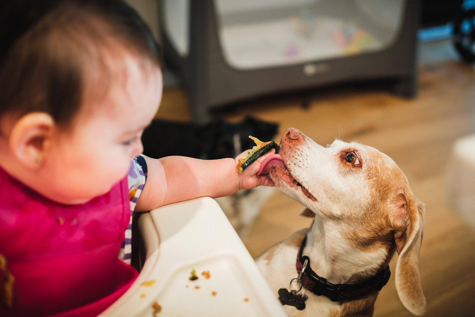 baby feeds her dog a piece of zucchini