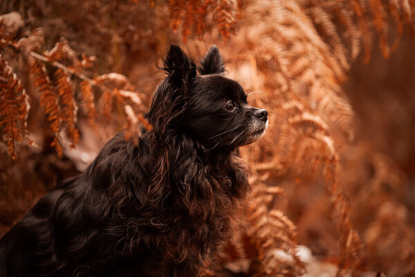 Een diervriendelijke fotoshoot met je hond 