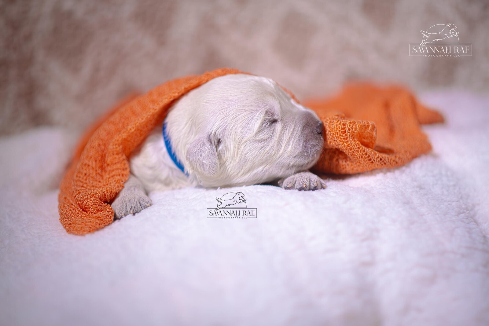 Puppy 2 week-6 copy