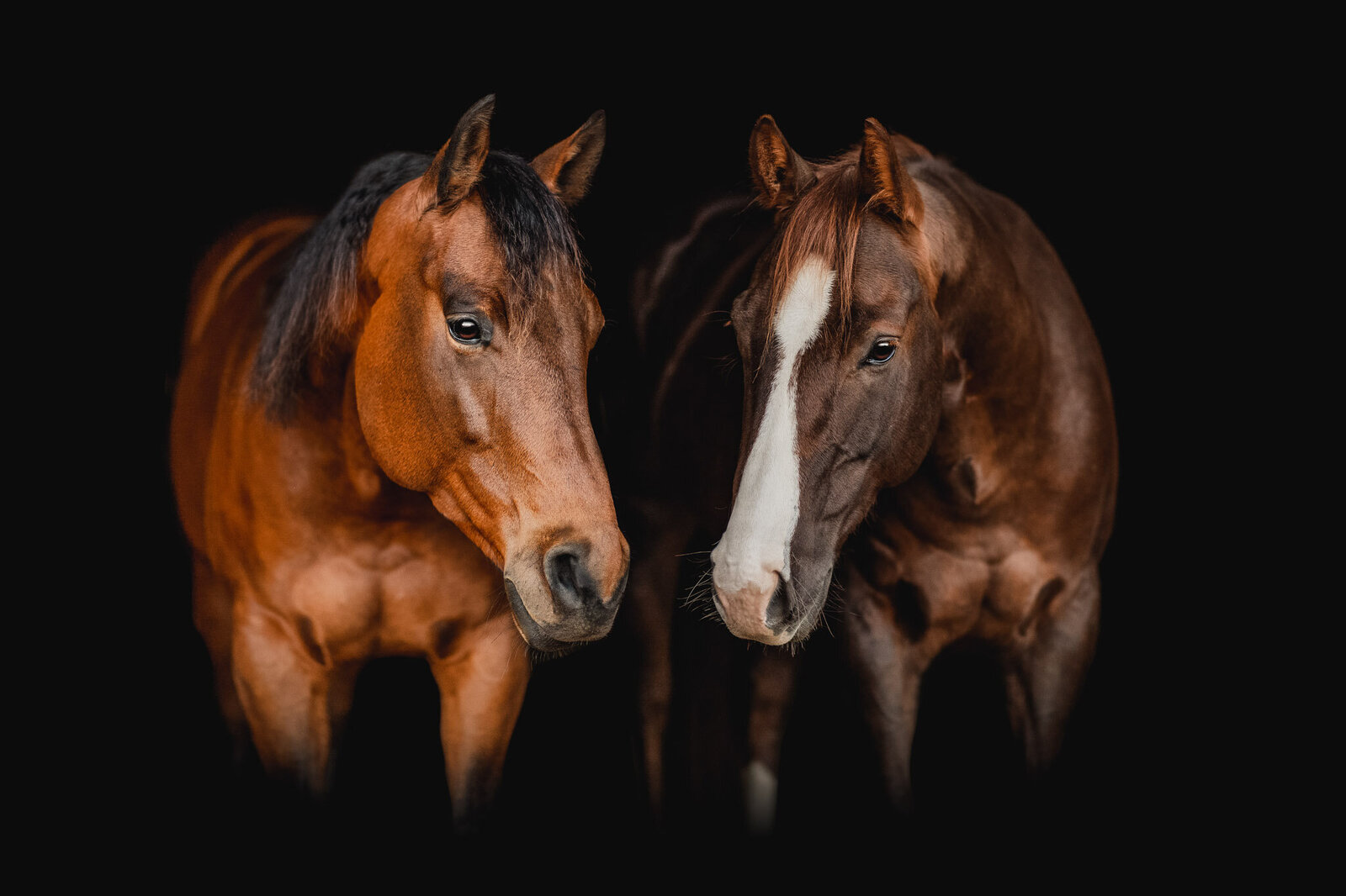 Fine-art-paardenfotografie