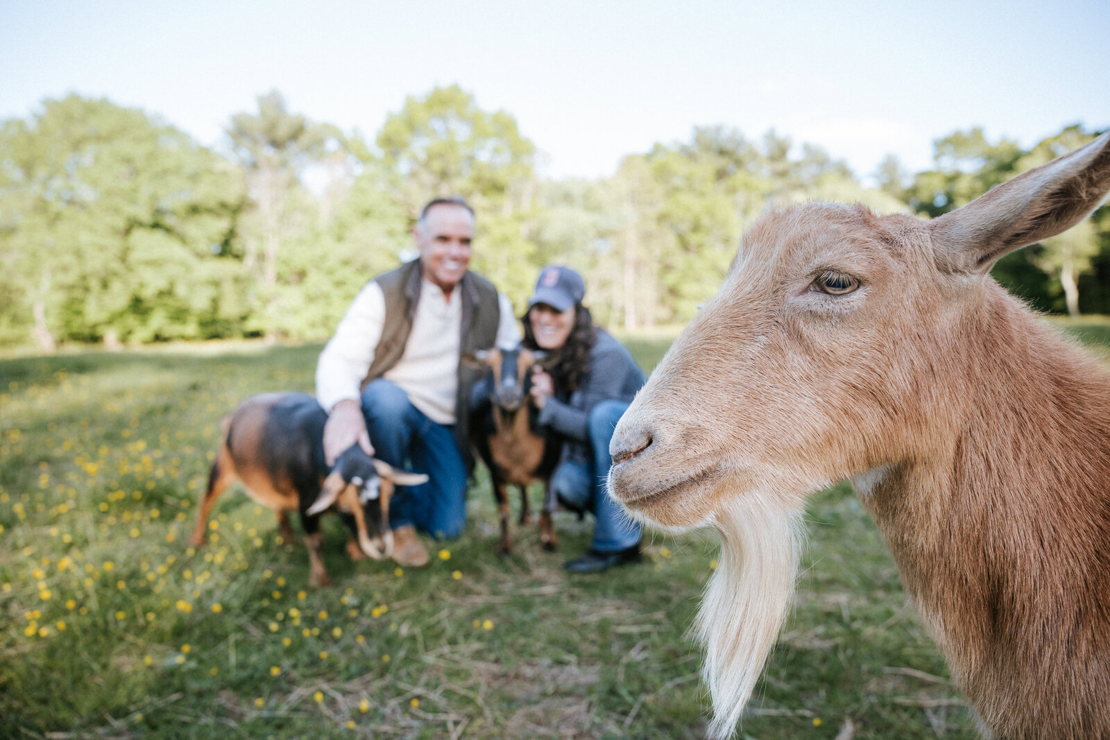 couple-laughs-goat-photobombs-engagement-lisa-gilbert-photography
