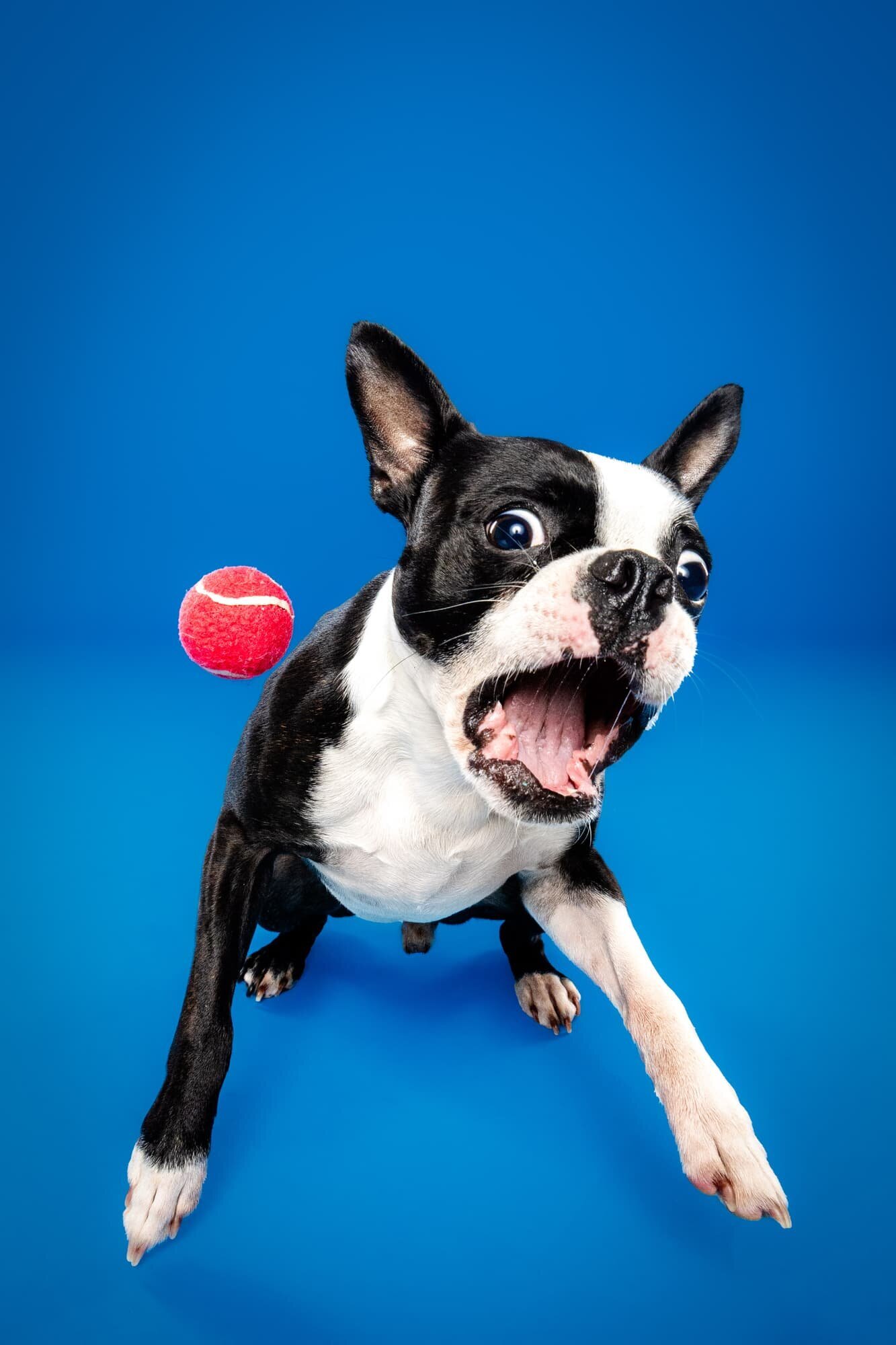 The Beloved Pup Photo Studio - Birmingham, Alabama Dog and Pet Photographer Portfolio 26
