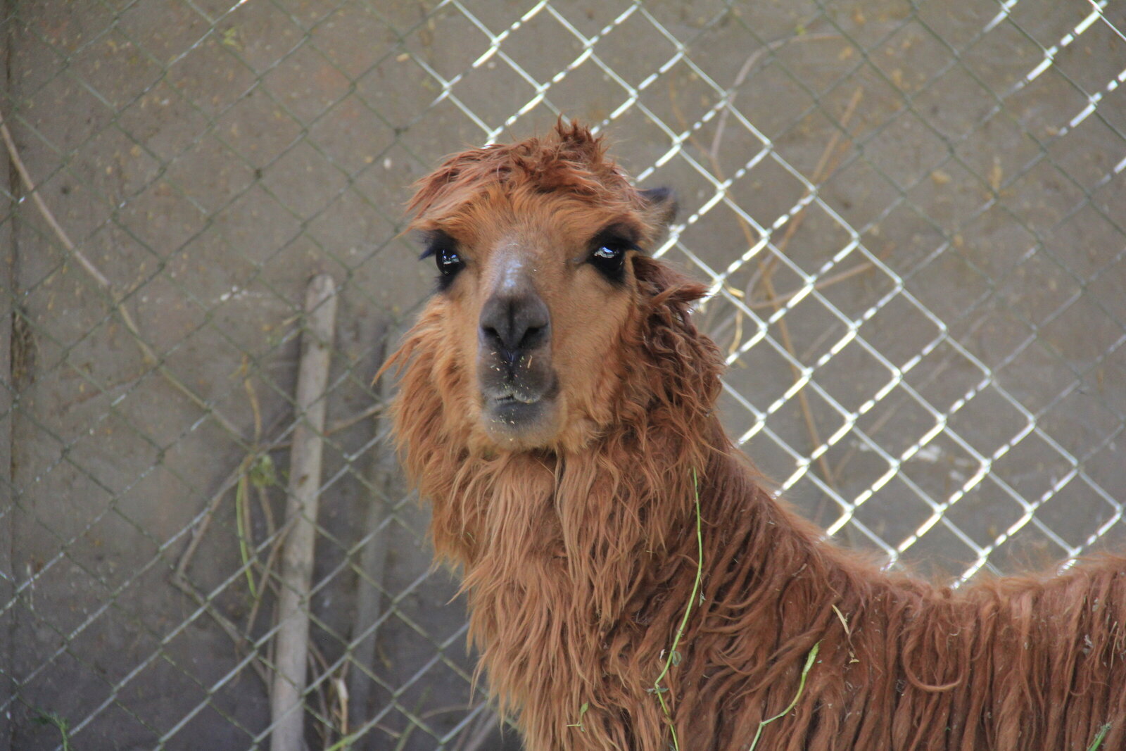 Lama - Peru