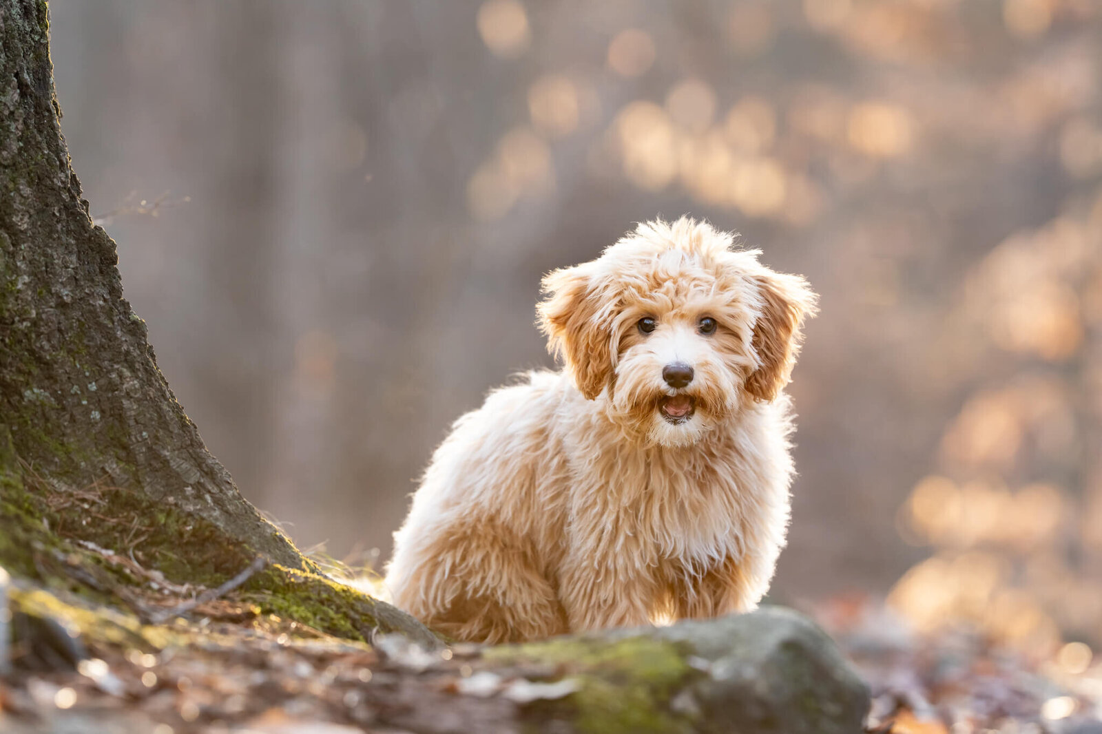 Golden Doodle puppy sitting by a tree with the sun shing on his back in a Boston forest