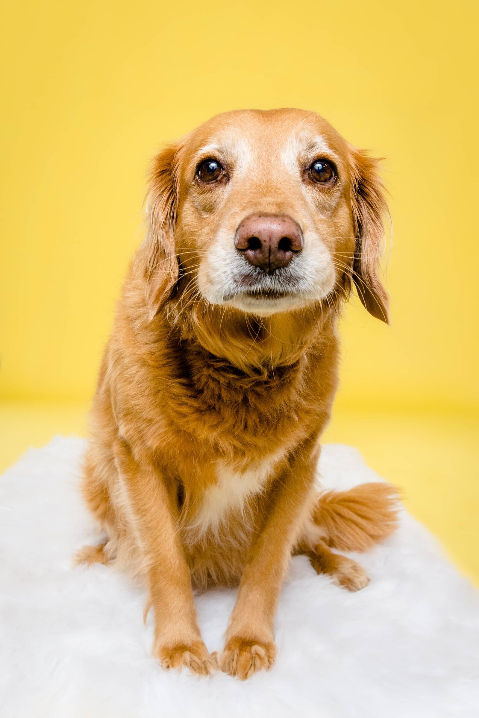 Birmingham, Alabam Dog Photographer - The Beloved Pup Phot Studio Gallery 1