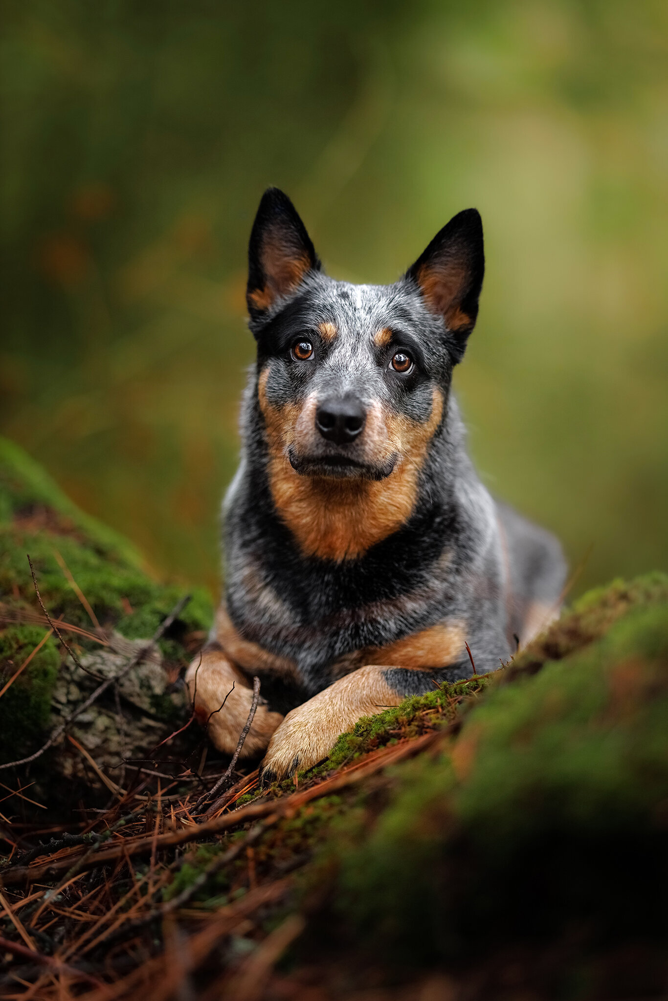 australian-cattle-dog-woods