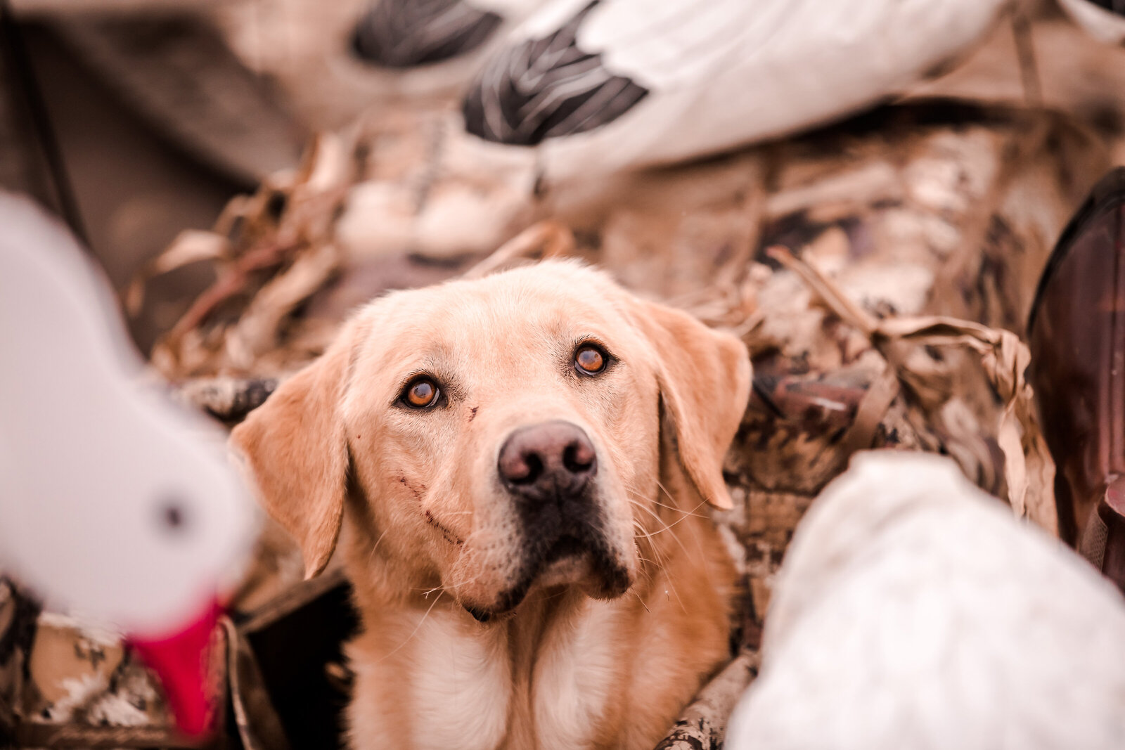 Fowl Plains Central Kansas waterfowl outfitter0001