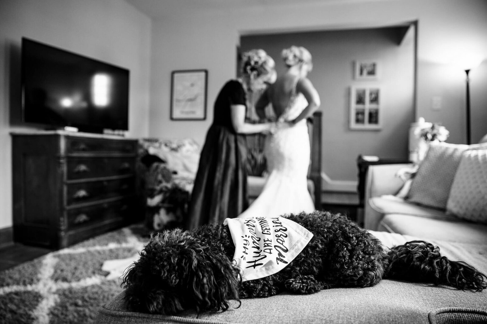 wedding-dog-getting-ready-cincinnati
