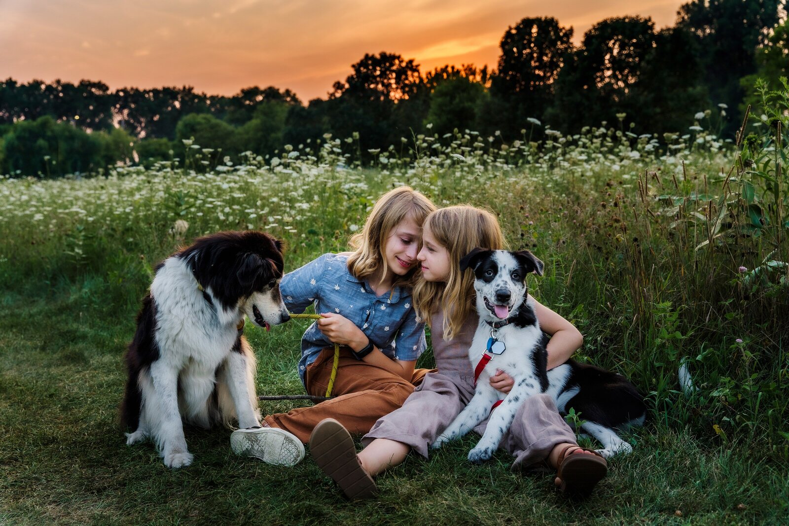 Two kids and their border collie dogs in a flower field at sunset