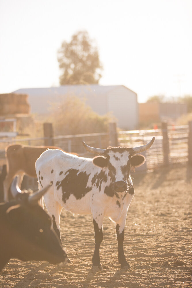 203FarmCreditWestWillowRanchFullyAlivePhotography2019web