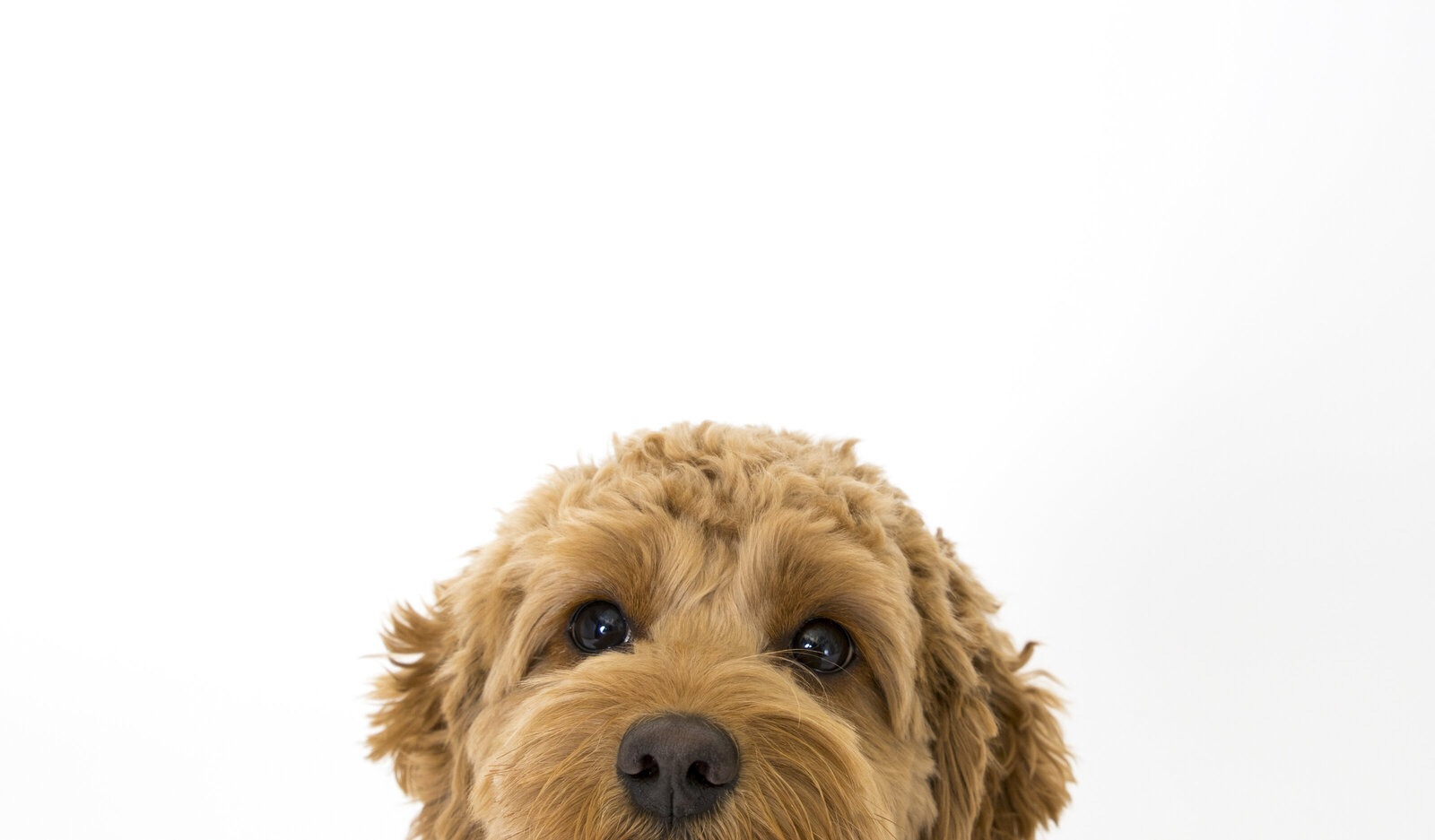 san_diego_pet_pictures