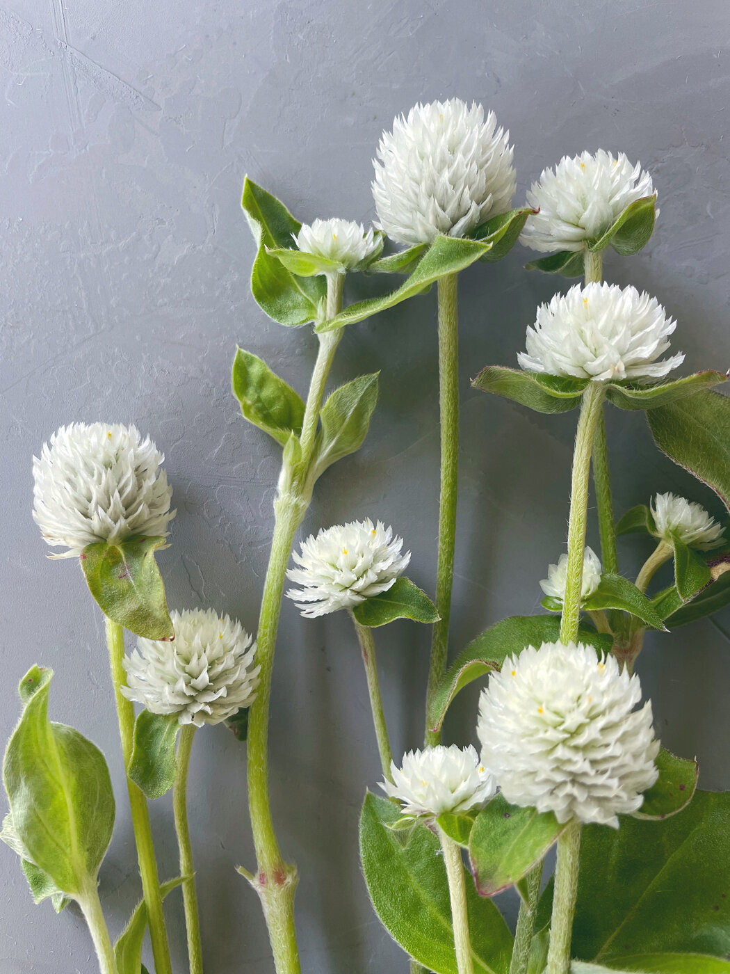 Gomphrena-Sweet-Peas-Flower-Farm-10