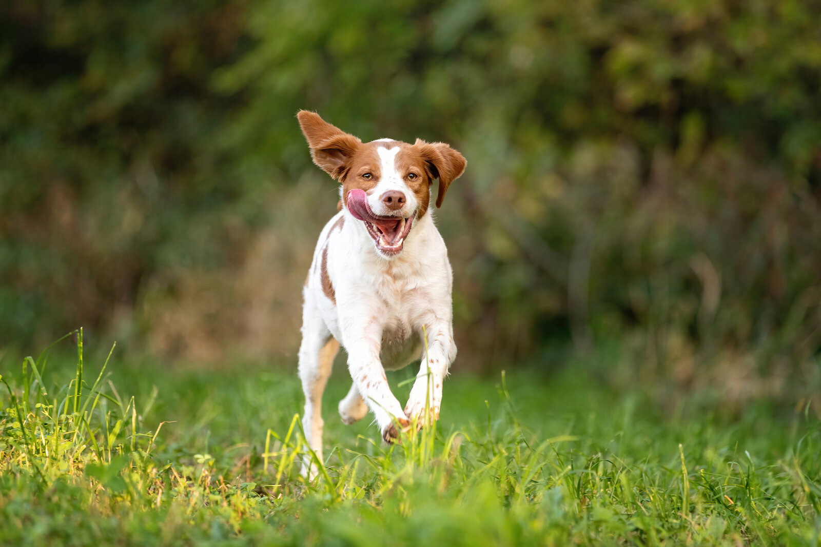white and brown dog running in grass