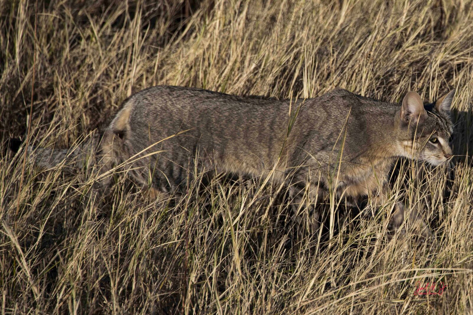 2022 Wild Cat