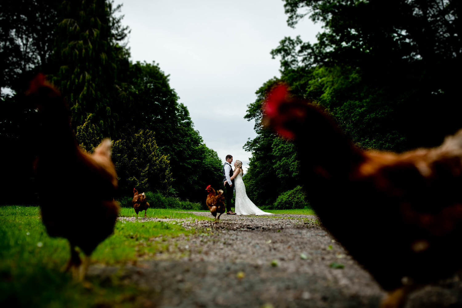 bride and groom have wedding portrait infront of chickens