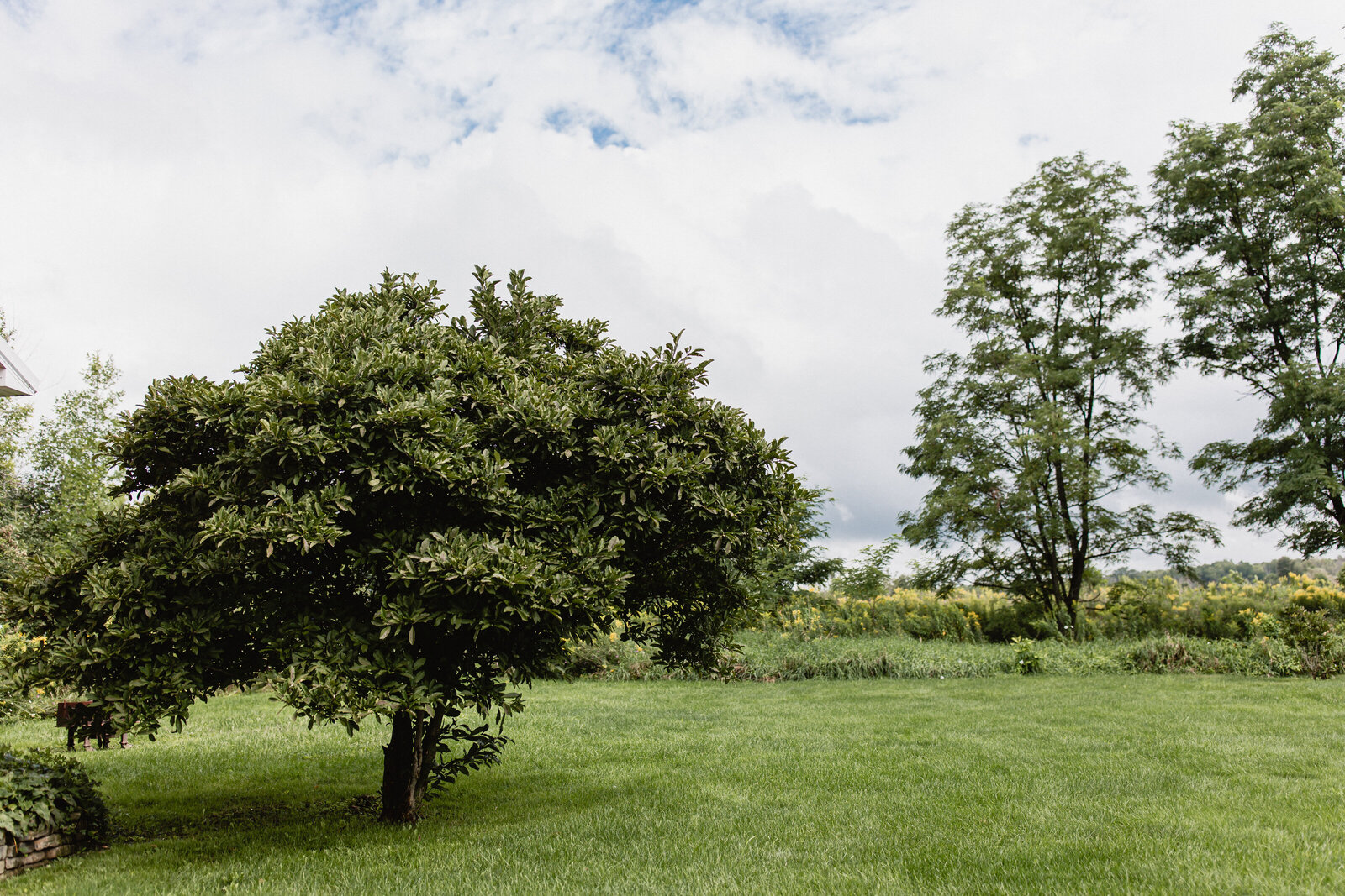 singular tree stands out agains backdrop of green field upstate