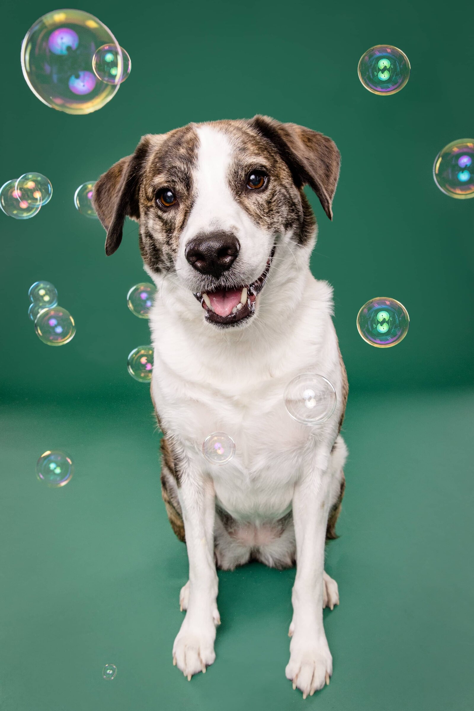 The Beloved Pup Photo Studio Alabama Dog & Pet Photographer 9