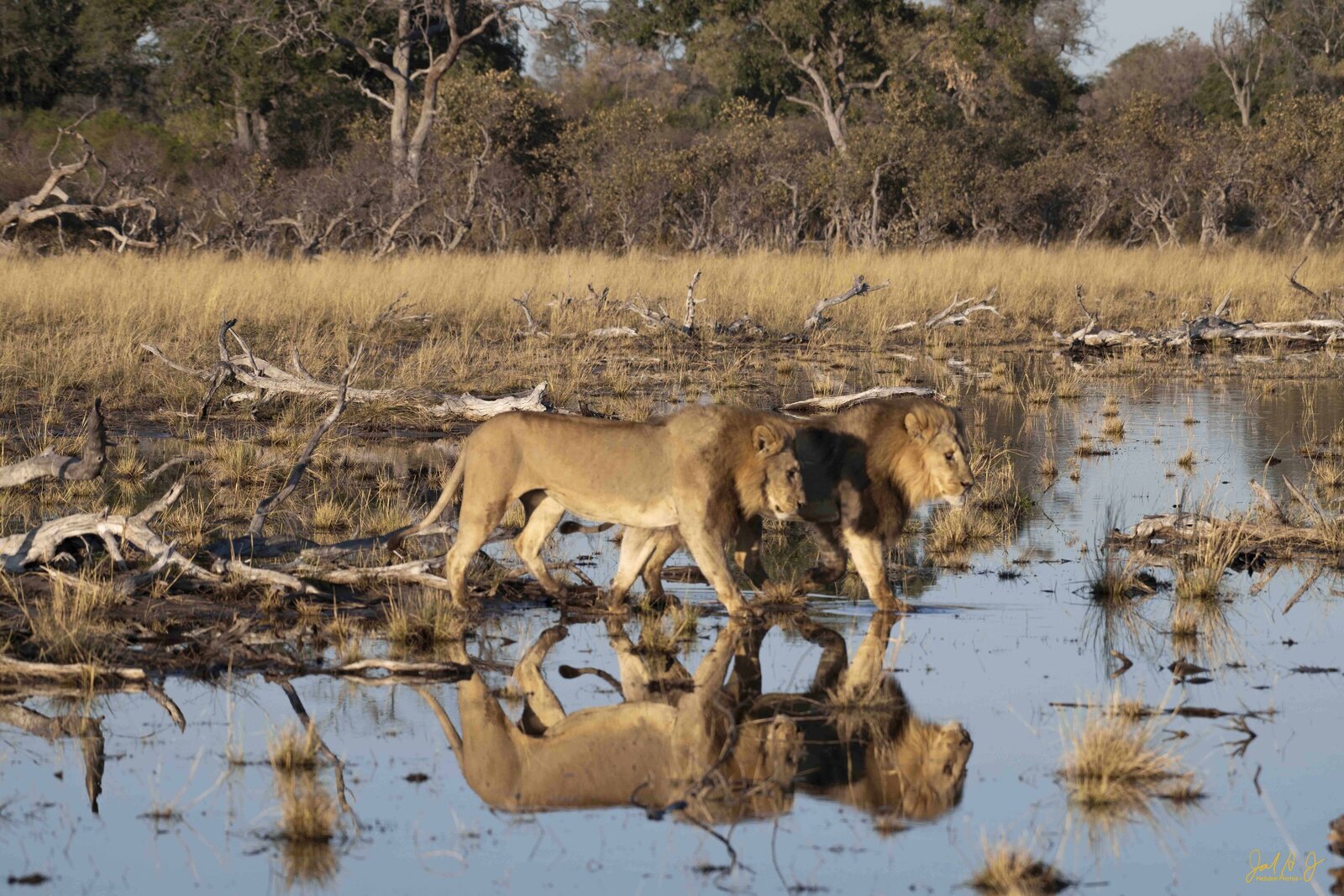 2022 Lions (7)