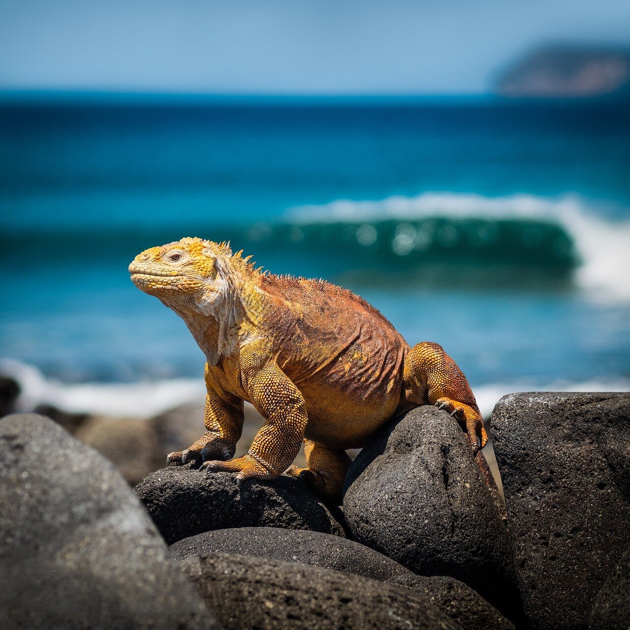 iguana-3500924_1280