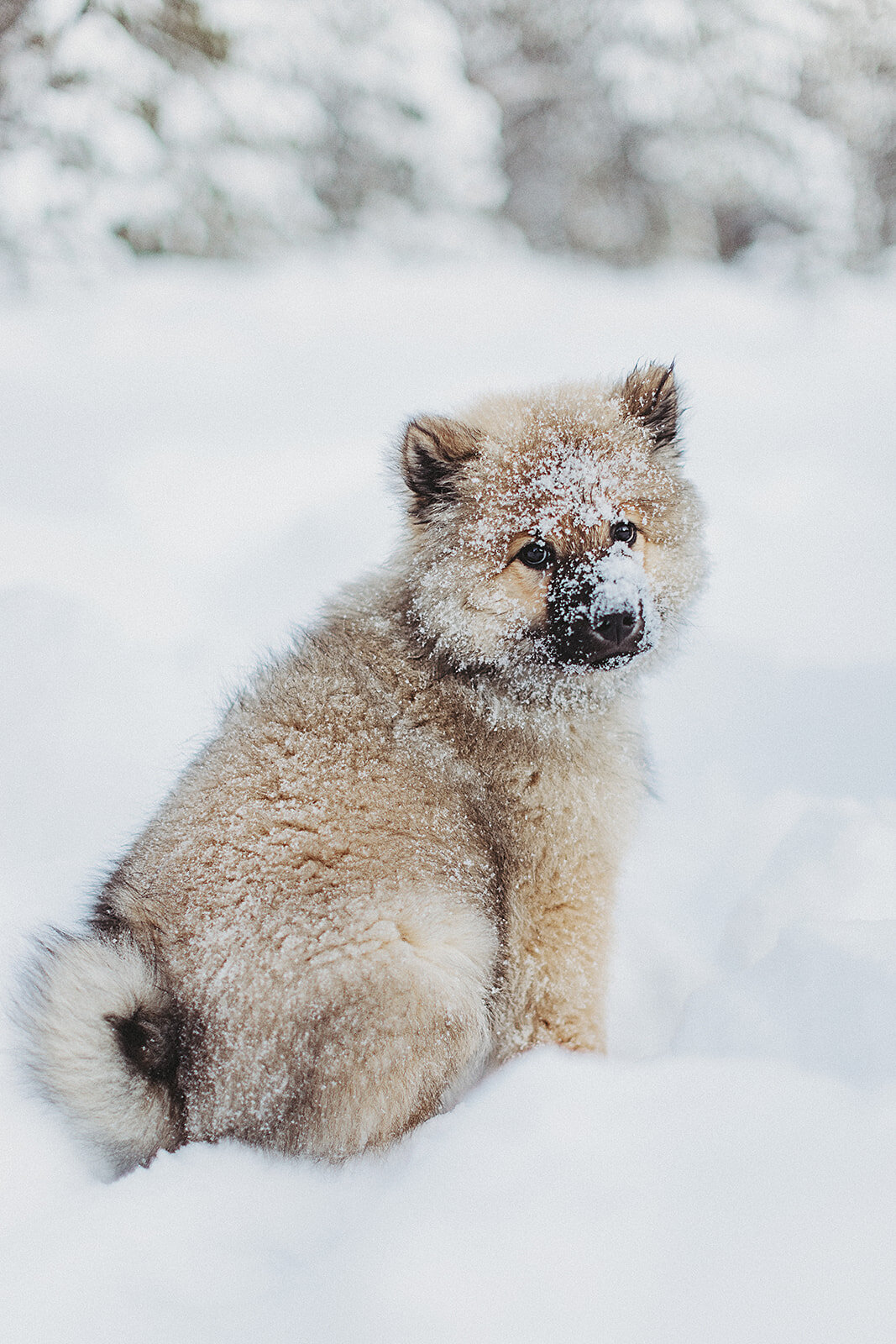 portrattfotograf-kirunafamiljefotograf-gravidfotografering-004