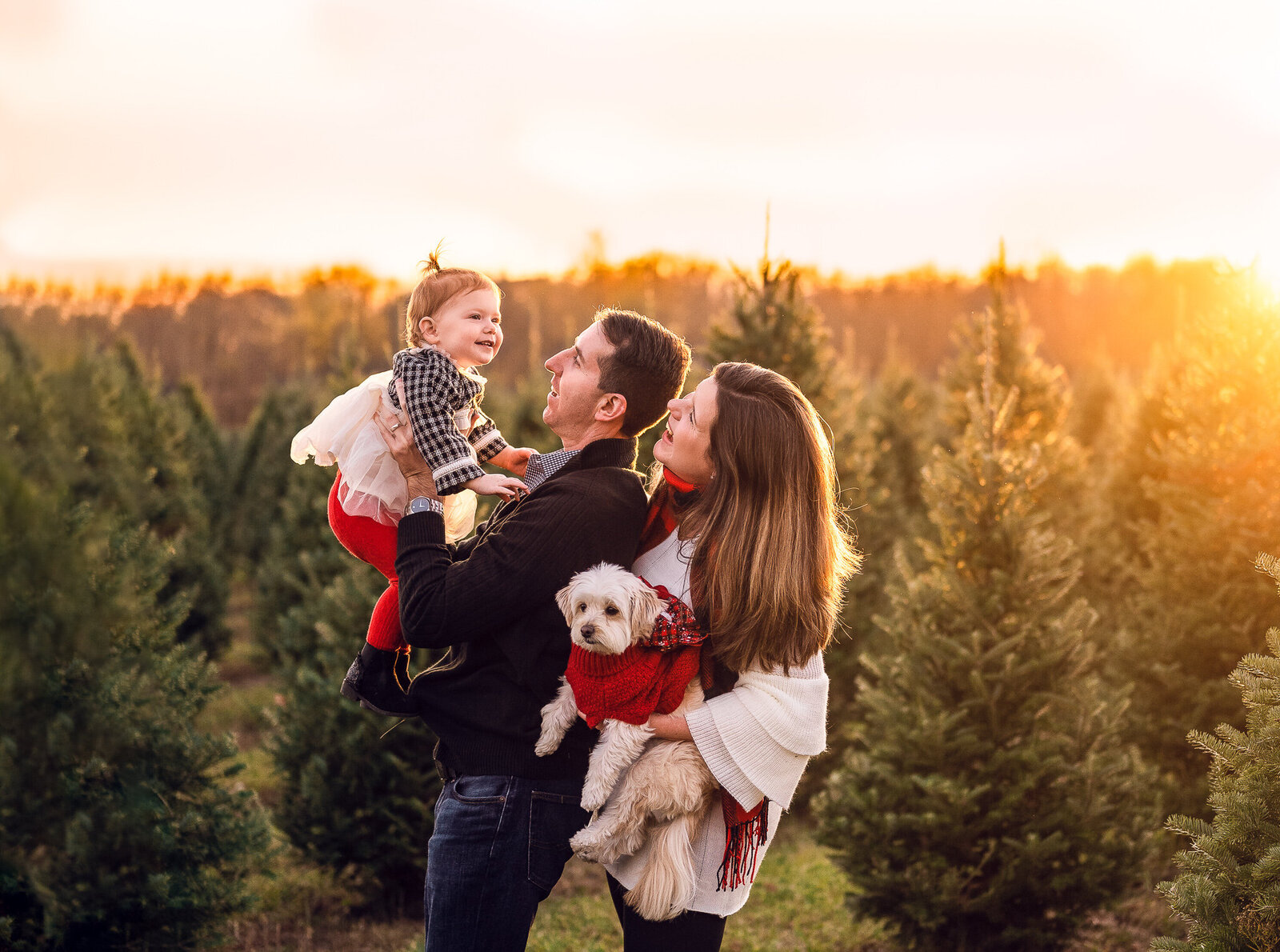 Christmas tree farm family photos
