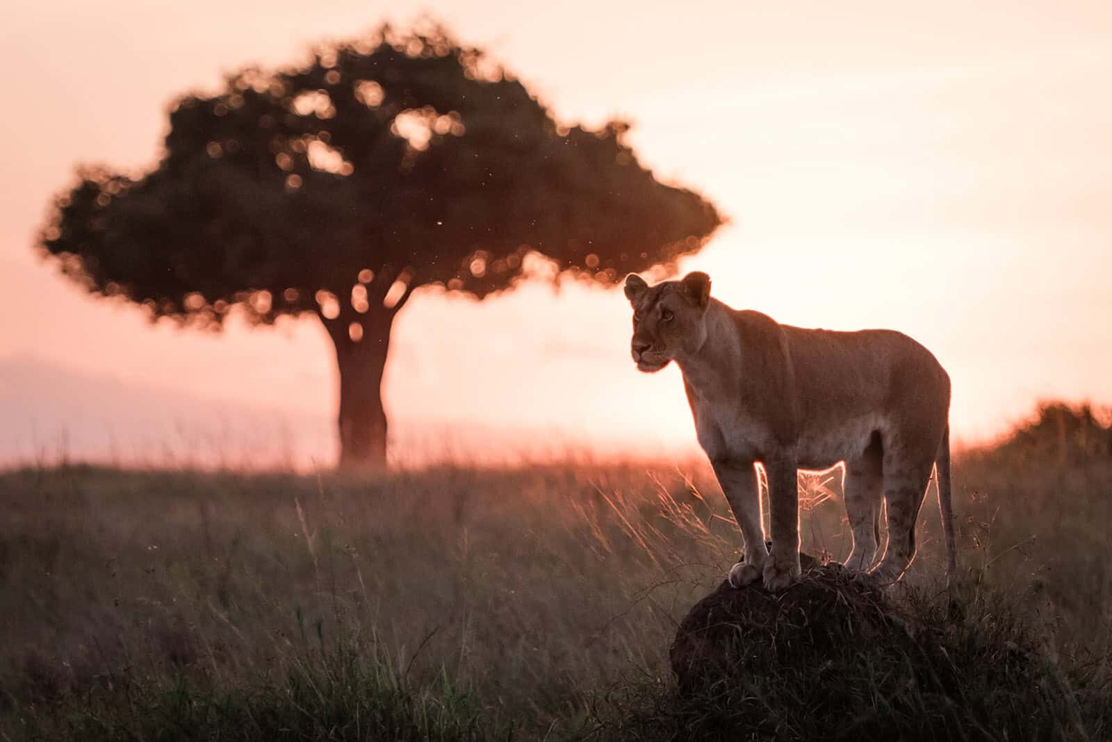 Masai-Mara-Top-Destination-elopement-photographer-for-luxury-multi-day-weddings-Soul-And-Sky-Weddings-39