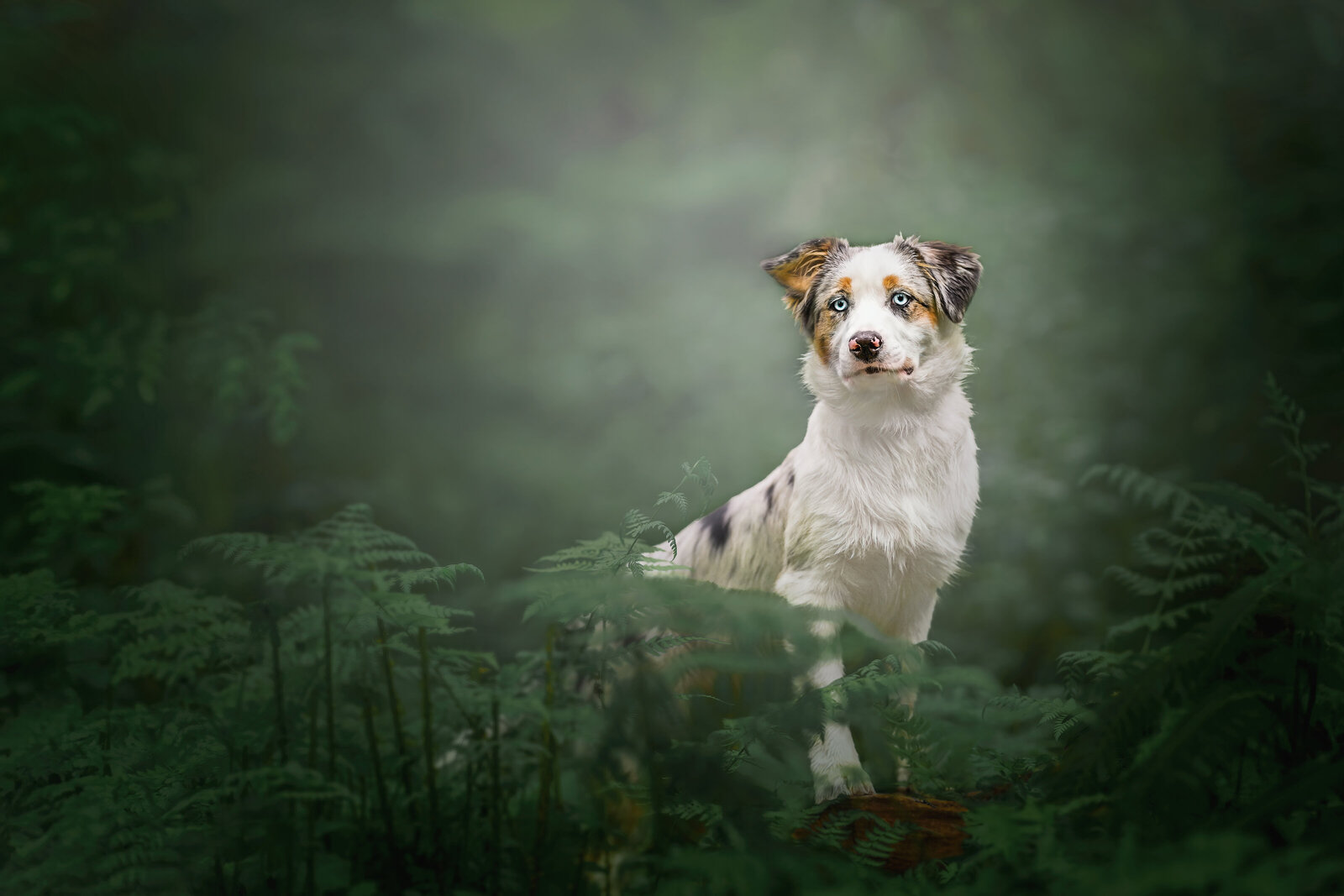 Dive into the mystical realm of fine art pet portraits with “Enchanted Forest Sentinel” by Pets through the Lens Photography. This stunning photograph captures a blue merleAustralian Shepherd, poised and alert, amidst a lush, misty forest setting. The ethereal light and the rich greens of the ferns enhance the magical atmosphere, making this image a perfect showcase of our outdoor fine art pet photography expertise. Ideal for pet owners who cherish unique, artistic representations of their beloved companions in nature.